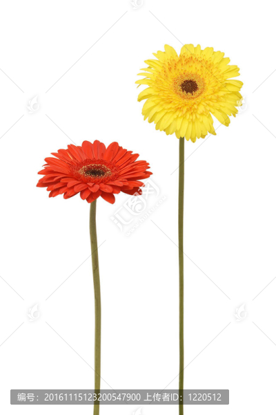 兩雛菊