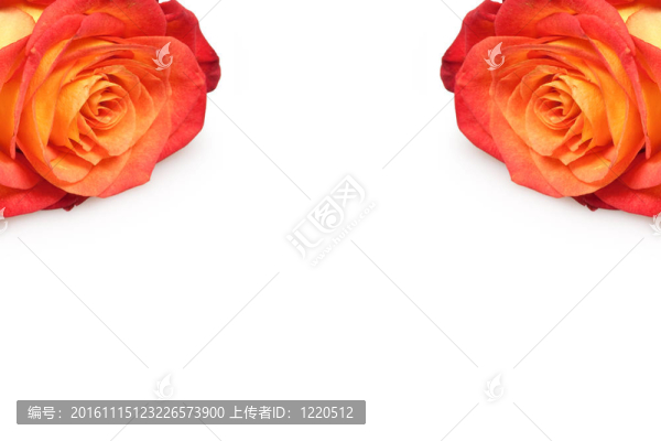 玫瑰