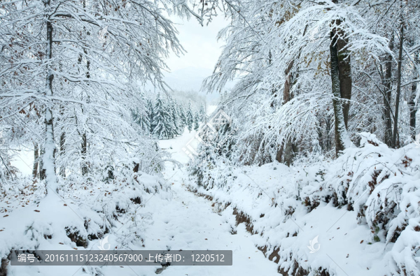 大雪的冬天earthroad