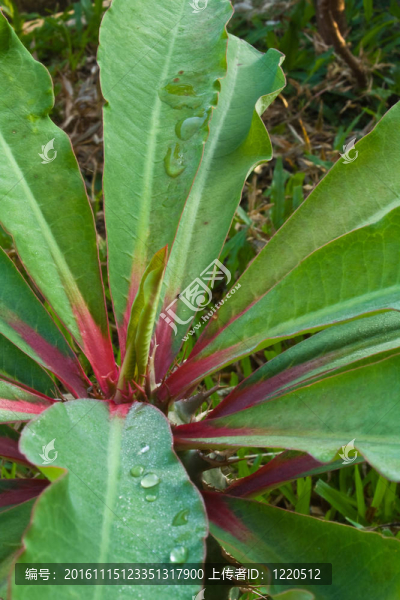 Euphorbia,viguieri的上面