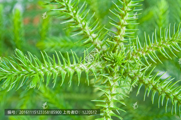 來福島松