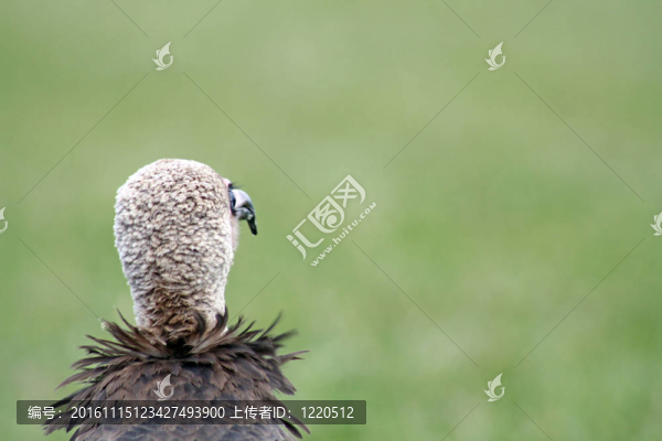 禿鷲
