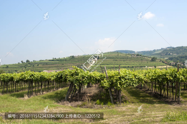 Lessinia（維羅納；威內(nèi)托大區(qū)；意大利）；葡萄園在索阿韋附近的夏天
