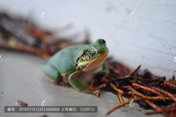 青蛙