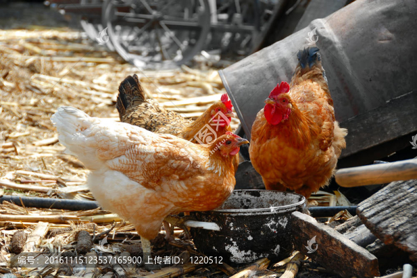 農(nóng)家院子里的母雞