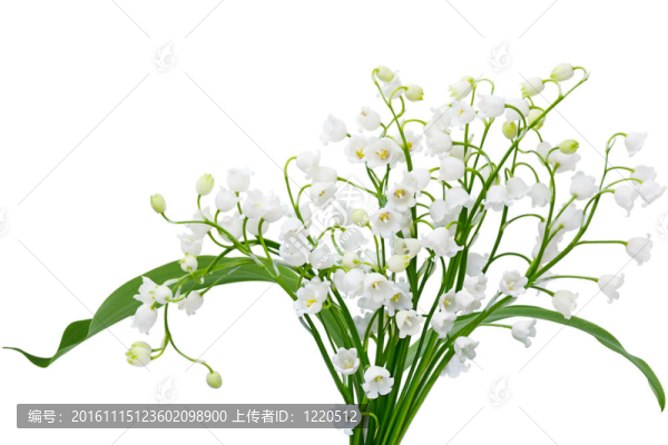 鈴蘭