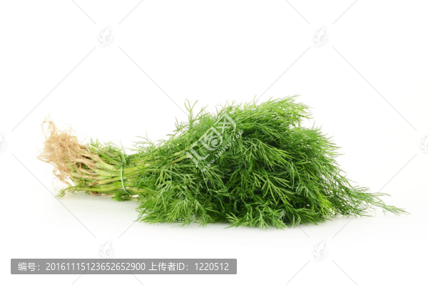 新鮮蒔蘿白色隔離-匯圖網(wǎng) www.fosd68.com 新鮮蒔蘿白色隔離