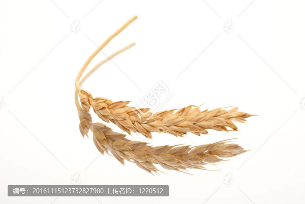 小麥穗