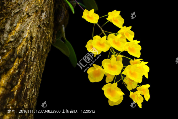 dixanthum石斛蘭；煎雞蛋