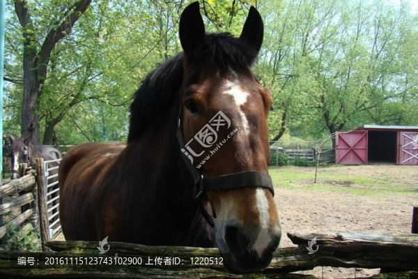 馬