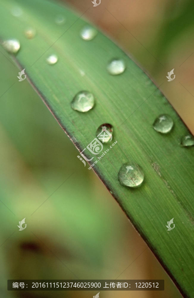 樹葉上的水滴