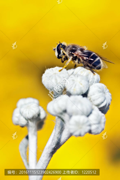 一朵花上的蒼蠅