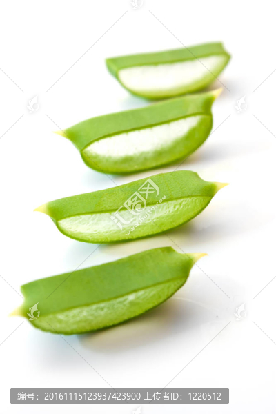 將蘆薈葉