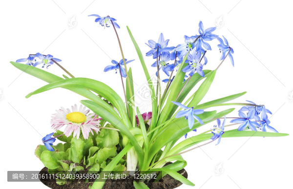 藍(lán)雪花、粉色雛菊在床上