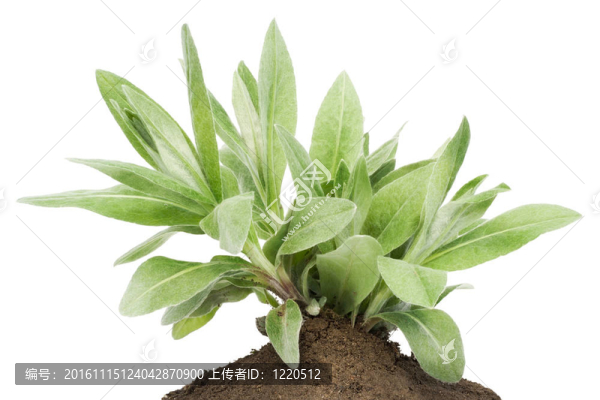 布什的樹苗；發(fā)芽床上花園的矢車菊
