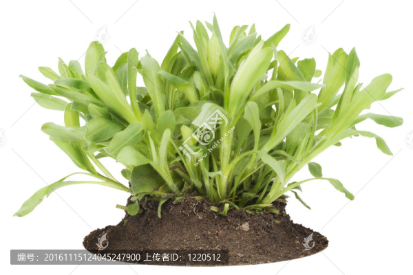 金雞菊花園的小樹苗