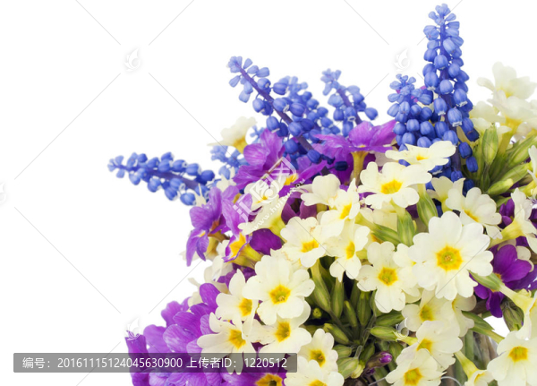 Sprigs,Muscari和報(bào)春花的明信片