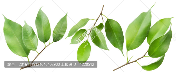 三個(gè)孤立的分支