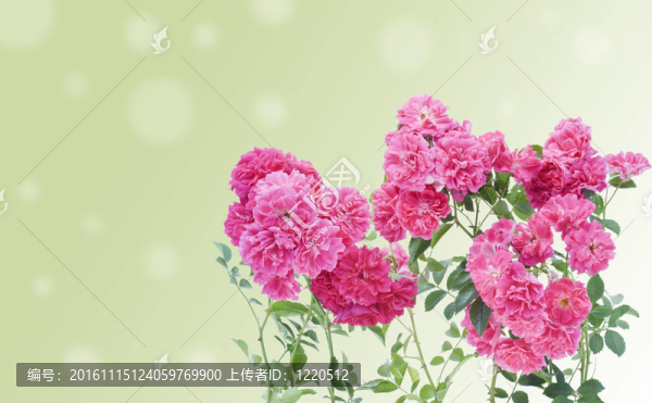 粉紅玫瑰枝明信片