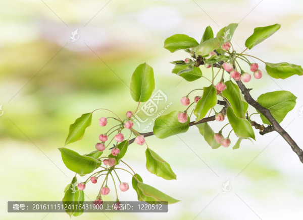 具有粉紅花蕾的春天枝