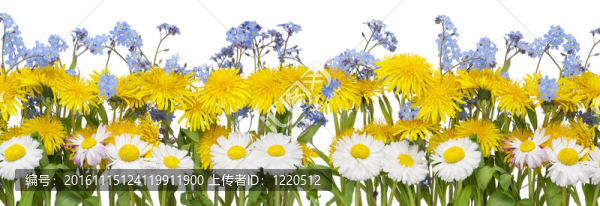 真花緣