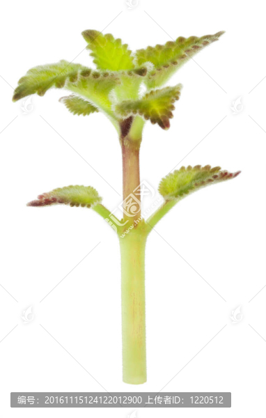 一種植物宏觀春天毛茸茸的樹(shù)苗