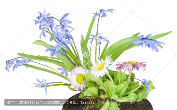 藍雪花、粉色雛菊在床上