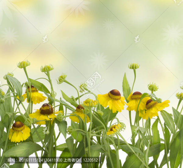 春天的花與黃色的花