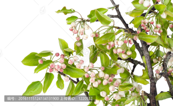 粉紅花蕾的春天蘋果樹