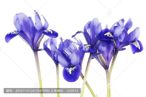 春天的藍(lán)色鳶尾花