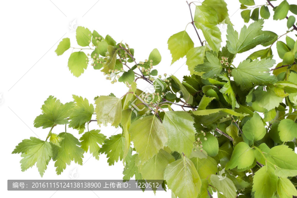 鮮綠色的樹枝
