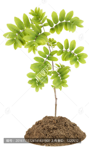 花楸樹（Rowan）小