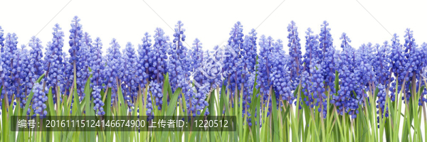 從第一泉flowers,Muscari大邊界