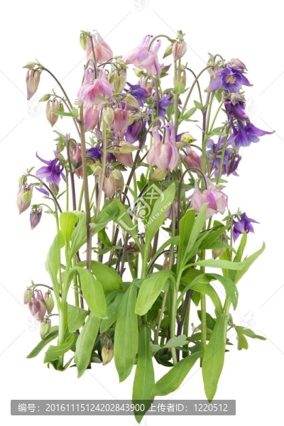 溫柔的花園里紫色的粉紅色的花