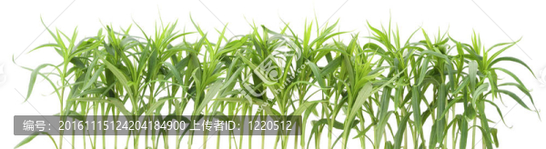 綠色園林植物的邊界