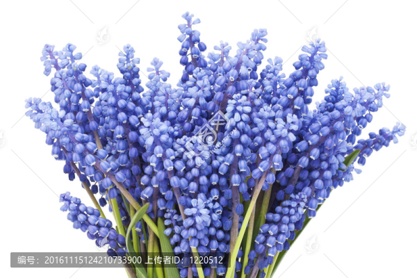 從第一泉flowers,Muscari布凱