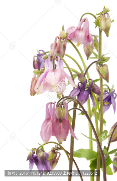 柔和花園紫羅蘭粉紅花明信片