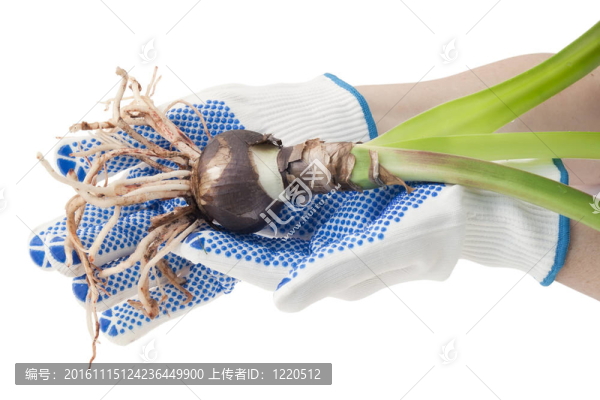 白手套的農(nóng)民手中持有一棵樹苗