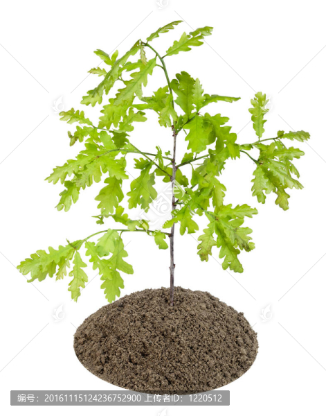 歐洲橡樹(shù)的萌芽-匯圖網(wǎng) www.fosd68.com 歐洲橡樹(shù)的萌芽