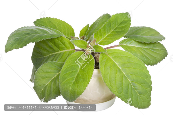最喜歡的室內(nèi)植物