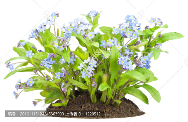 勿忘我花，布什在床上