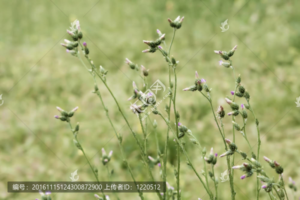 水飛薊
