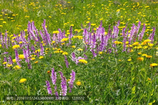快速不同野花開花