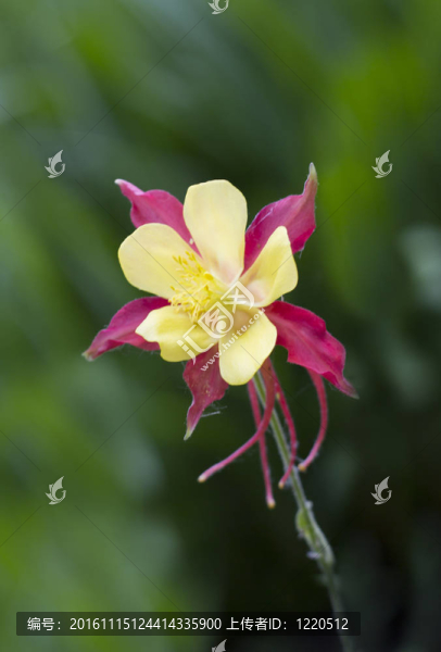耬斗菜的花
