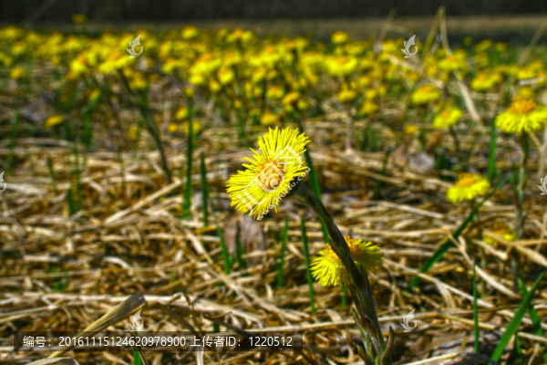 在草地上Coltsfoot；春天