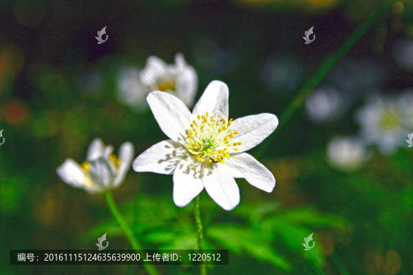 銀蓮花；春天！