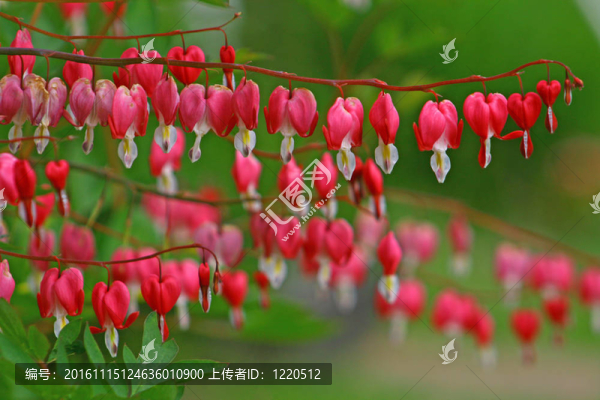 春天花園里的中尉
