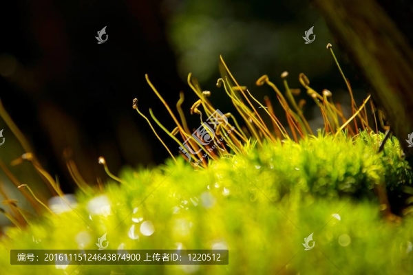 苔蘚-匯圖網(wǎng) www.fosd68.com 苔蘚