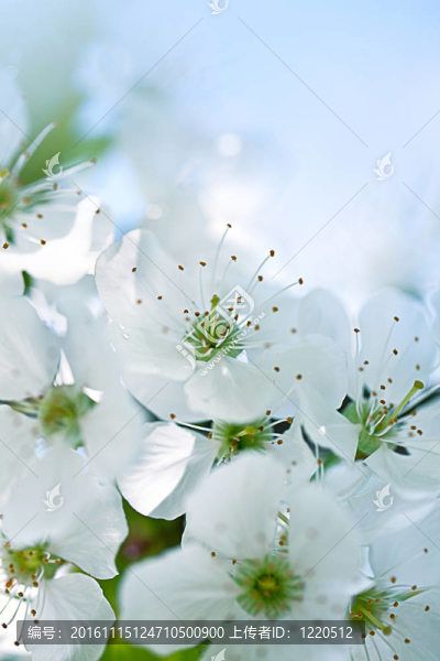 蘋果花