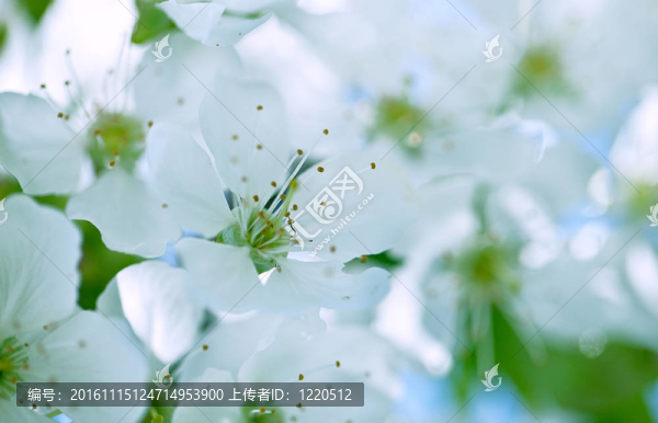 蘋果花